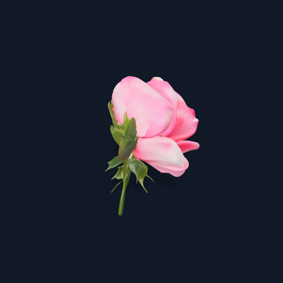 Realistic Pink Rose Blossom model pack